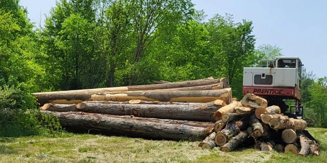 Timber logs in grassy clearing