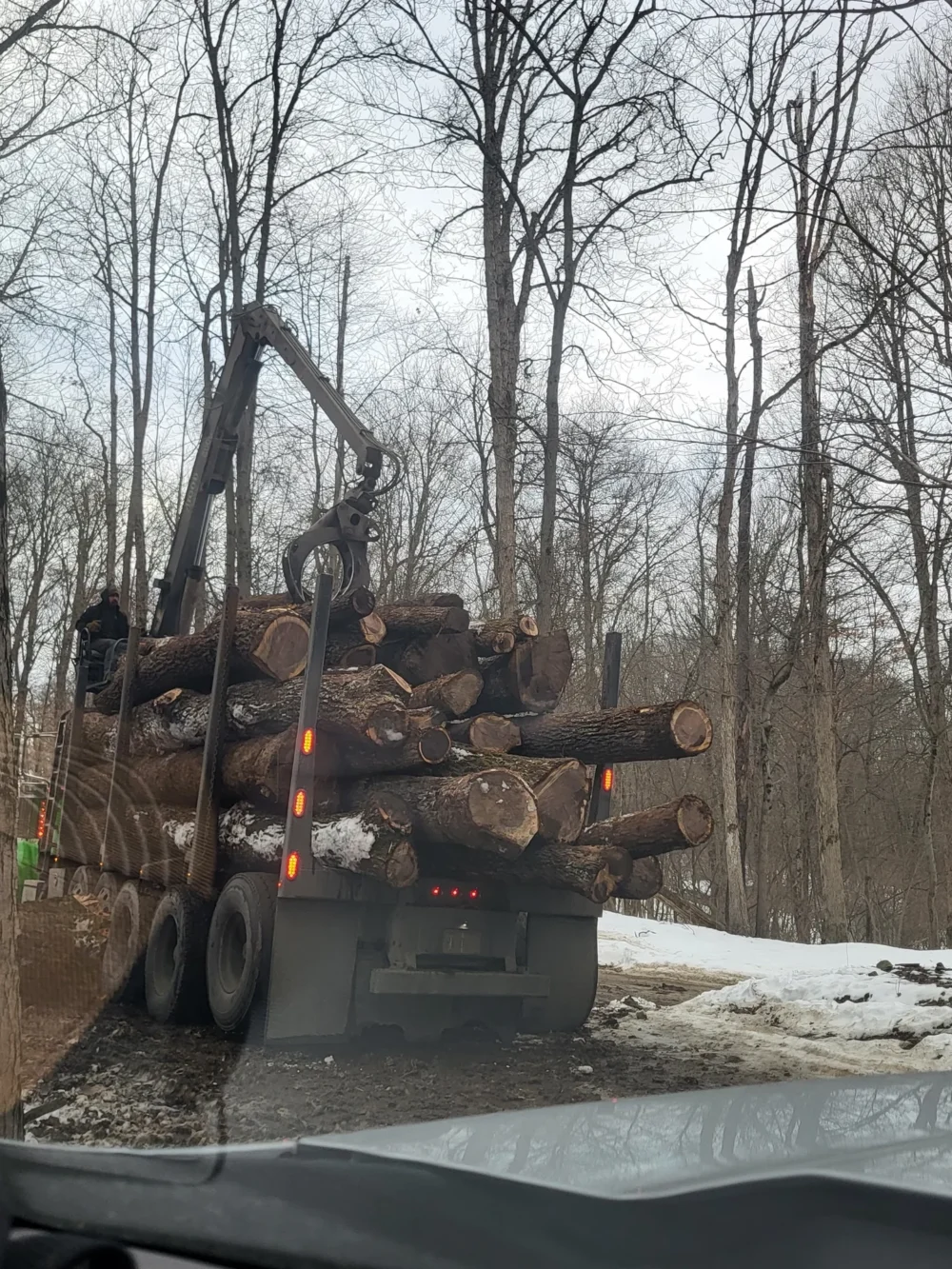 Timber transport through wooded area
