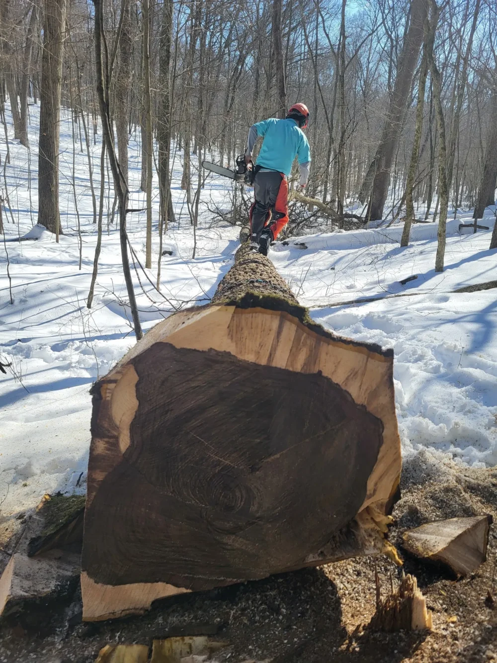 Winter tree cutting in progress
