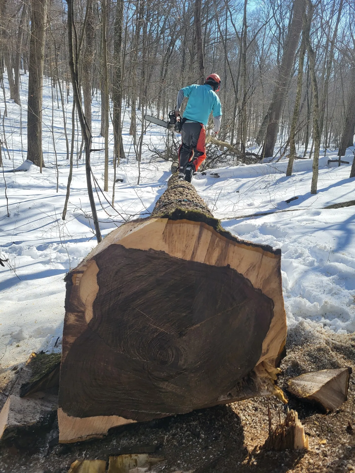 Winter tree cutting in progress