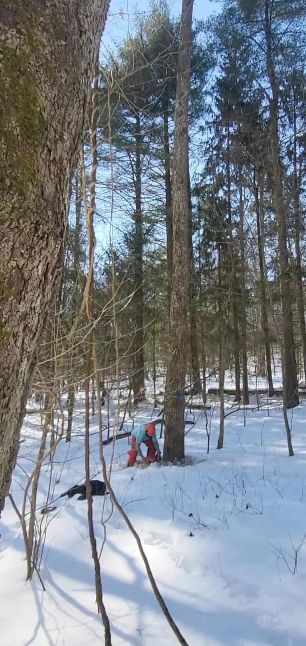 Winter hike in pine woods
